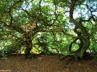 bladier.jpg (128813 bytes)