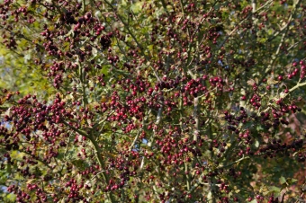 blanccamus.jpg (121105 bytes)