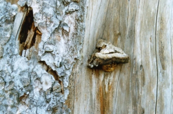 bucher.jpg (85013 bytes)