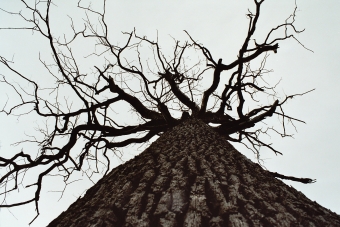 budzyn.jpg (89283 bytes)