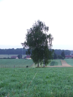 burnet.jpg (60859 bytes)