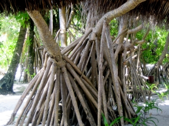 caillou.jpg (109402 bytes)