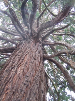 cattin.jpg (107493 bytes)