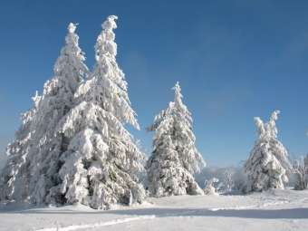 cecile.jpg (70488 bytes)