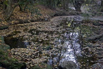 celinem.jpg (100852 bytes)