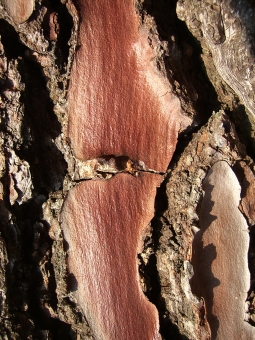 chaplin.jpg (112619 bytes)