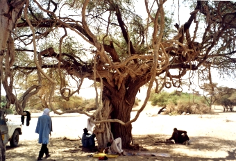 chiffoleau.jpg (110862 bytes)