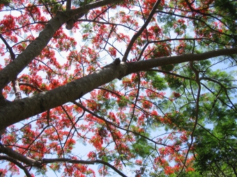 claire.jpg (135246 bytes)