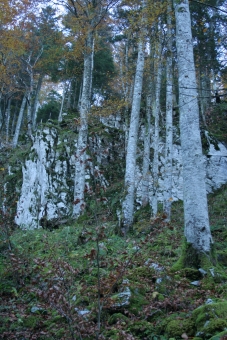 cordat.jpg (105883 bytes)