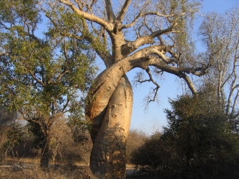 cotteaux.jpg (108051 bytes)