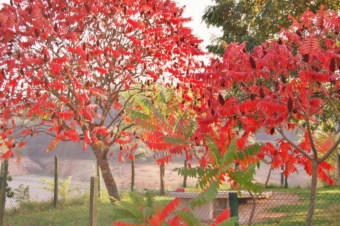 coudert.jpg (102629 bytes)