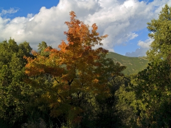 cremona.jpg (93471 bytes)