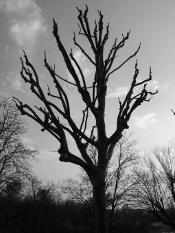 derquennes.jpg (66749 bytes)