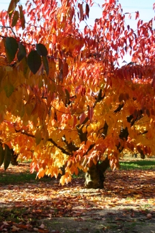 dewaele.jpg (113099 bytes)