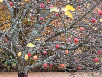 dewitte.jpg (116371 bytes)