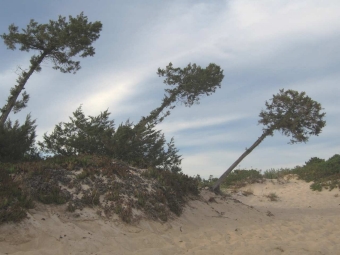 drezet.jpg (66456 bytes)