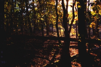 dubo.jpg (87912 bytes)