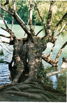 etienne.jpg (102235 bytes)