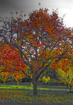 fabry.jpg (93489 bytes)