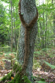 fauconnier.jpg (99283 bytes)