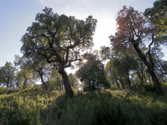 ferrando.jpg (91316 bytes)