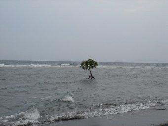 floris.jpg (55921 bytes)