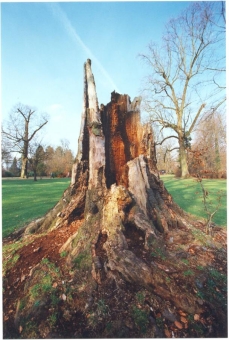 fredo.jpg (84718 bytes)