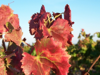 gaby.jpg (84609 bytes)