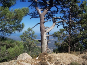 galuret.jpg (112778 bytes)