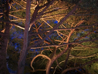 gamet.jpg (106498 bytes)