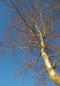 gerard.jpg (90499 bytes)