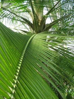 guzzo.jpg (116469 bytes)