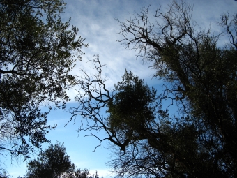 heypsitt.jpg (109612 bytes)