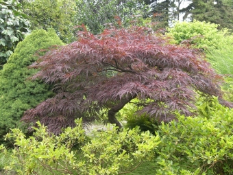 hollymac.jpg (121926 bytes)