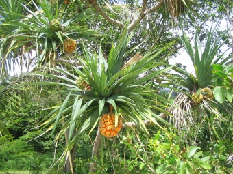 jannic.jpg (129906 bytes)