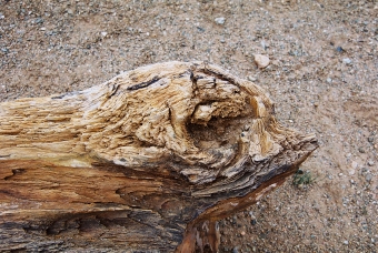 kiki.jpg (109146 bytes)