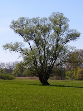 knaub.jpg (93263 bytes)