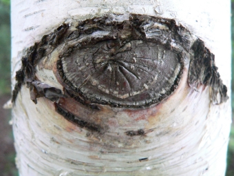 larcher.jpg (86679 bytes)