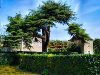 lecam.jpg (99197 bytes)