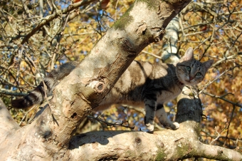 leelee.jpg (106708 bytes)