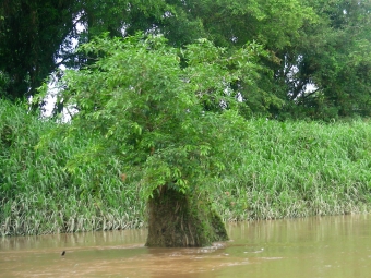 loloval.jpg (109003 bytes)