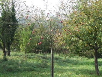 menet.jpg (116018 bytes)