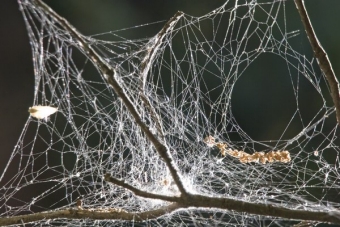 meyrignac.jpg (89085 bytes)