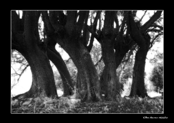 moureaux.jpg (57261 bytes)