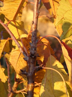 myriam.jpg (95198 bytes)