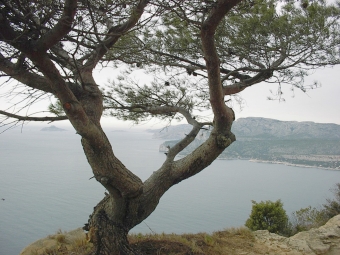 nialadim.jpg (91184 bytes)