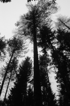 parisseaux.jpg (71907 bytes)