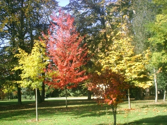 peracaula.jpg (129720 bytes)