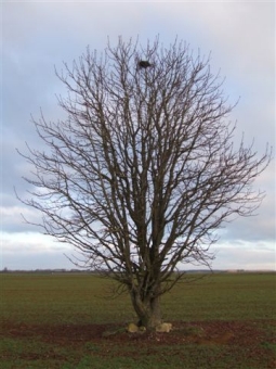 perrin.jpg (76107 bytes)