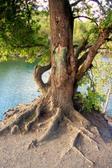 pineau.jpg (100216 bytes)